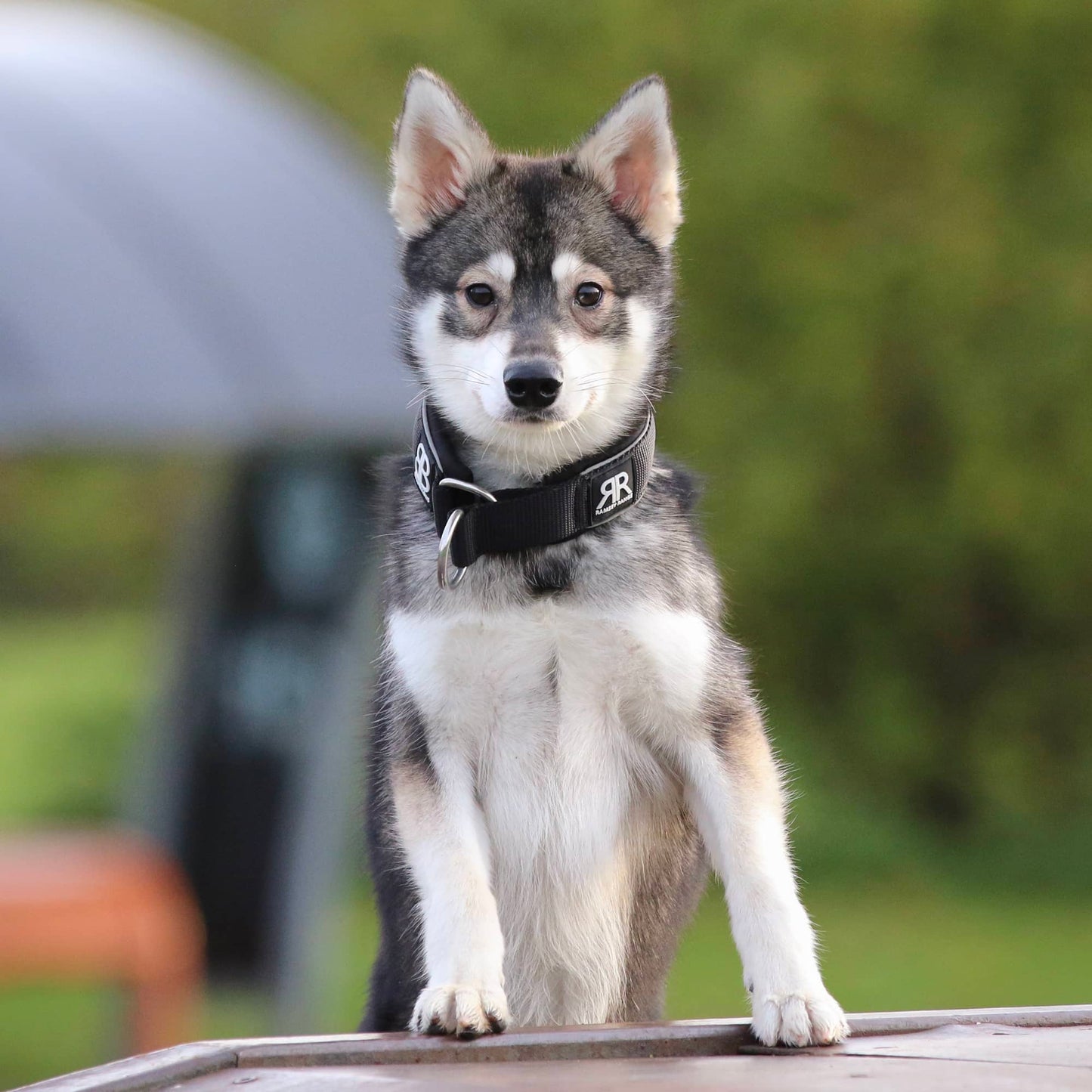 4cm Slip on Collar | Soft Padded & Reflective - Black & Orange v2.0