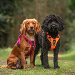 Hurricane Harness - Non Restrictive, With Handle, Adjustable & Reflective - All Breeds - Black