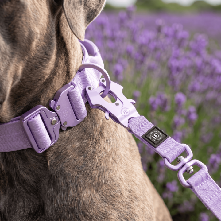 1.4m Lighter Swivel Combat Lead | Anti-Tangle & Secure Clip - Lavender X Ube