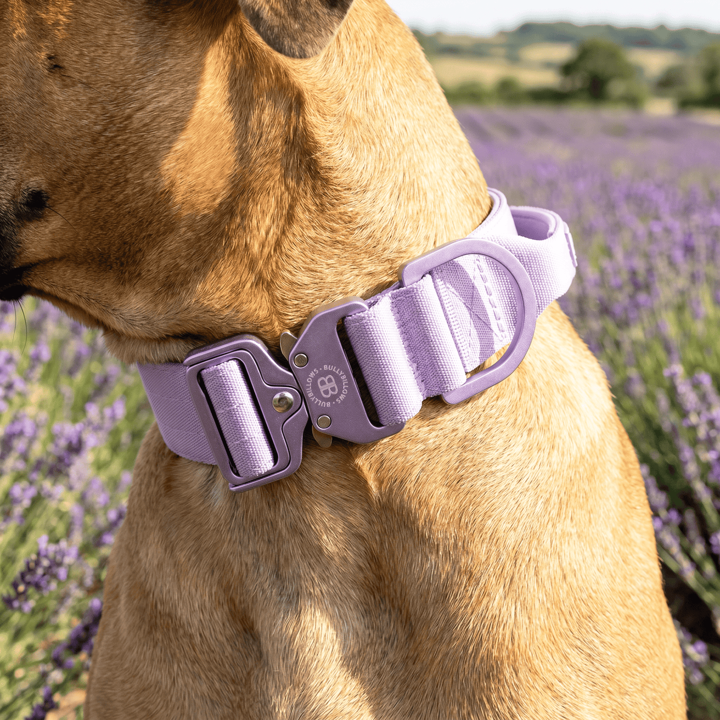 4cm LIGHTER Combat® Collar | With Handle & Secure Clip - Lavender X Ube