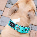 ID Collar Attachment Tag (8 Colour Choices)