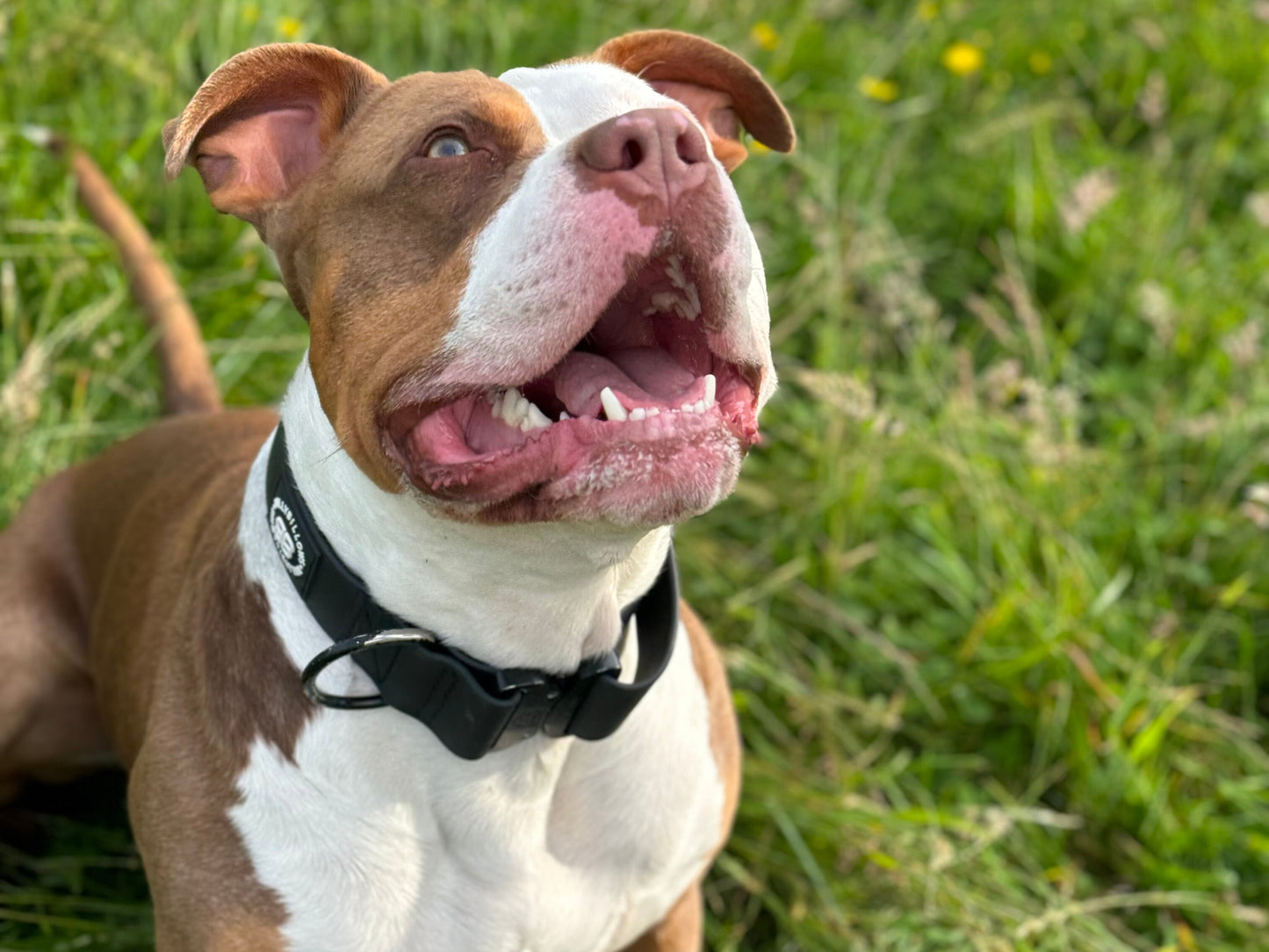 Premium Comfort Muzzle Small - XL | Black