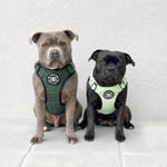 Premium Comfort Tweed Harness | Non Restrictive & Adjustable - Classic Tan
