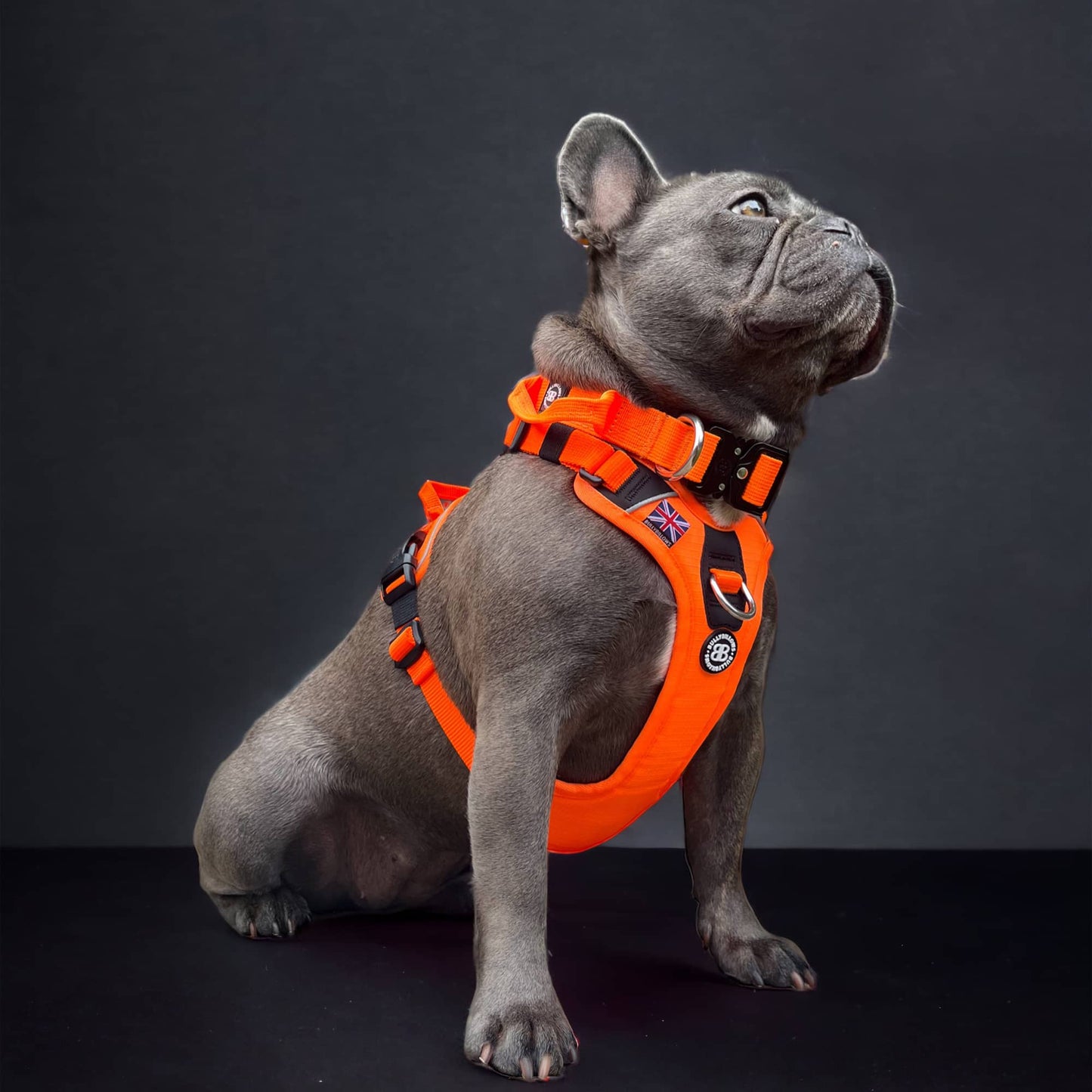 Hurricane Harness - Non Restrictive, With Handle, Adjustable & Reflective - All Breeds - Purple