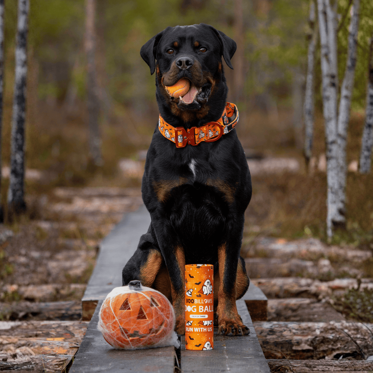 2.5cm Lighter Combat® Collar | Halloween BooBillows