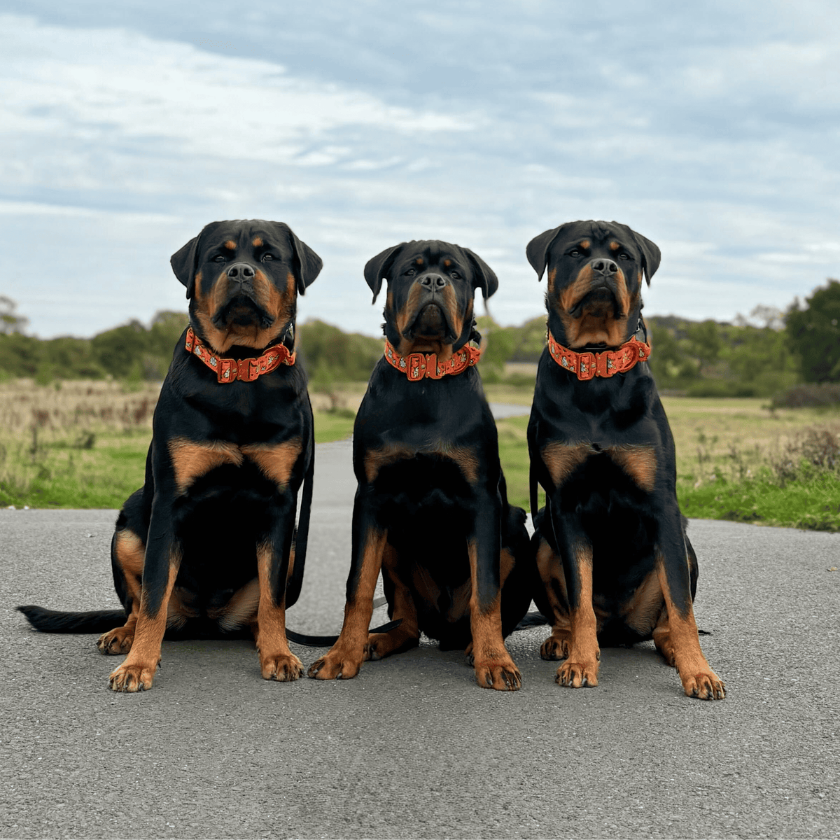 5cm Lighter Combat® Collar | Halloween BooBillows