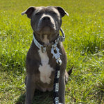 5cm Limited Edition Collar Width & Adjustable Lead Set
