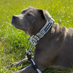5cm Limited Edition Collar Width & Adjustable Lead Set
