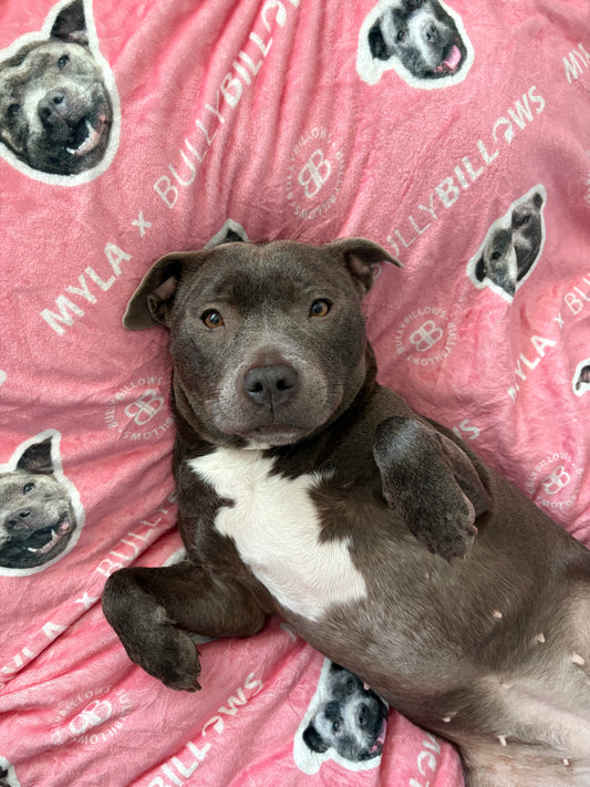 MYLA x BullyBillows | Luxury Dog & Human Blanket