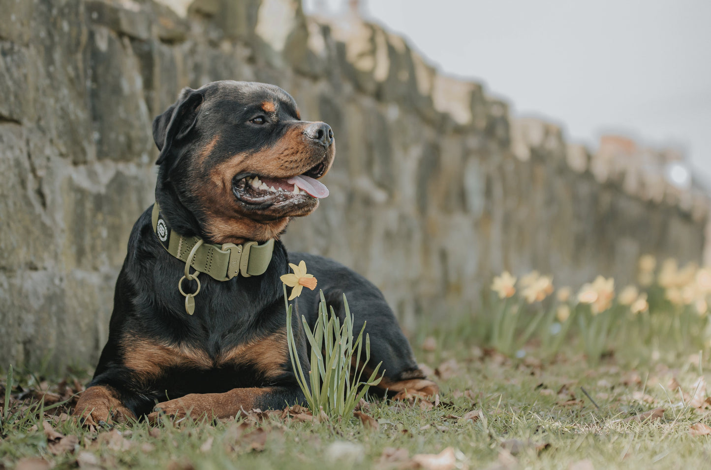 5cm Combat Billowthane® Collar | Waterproof - Khaki