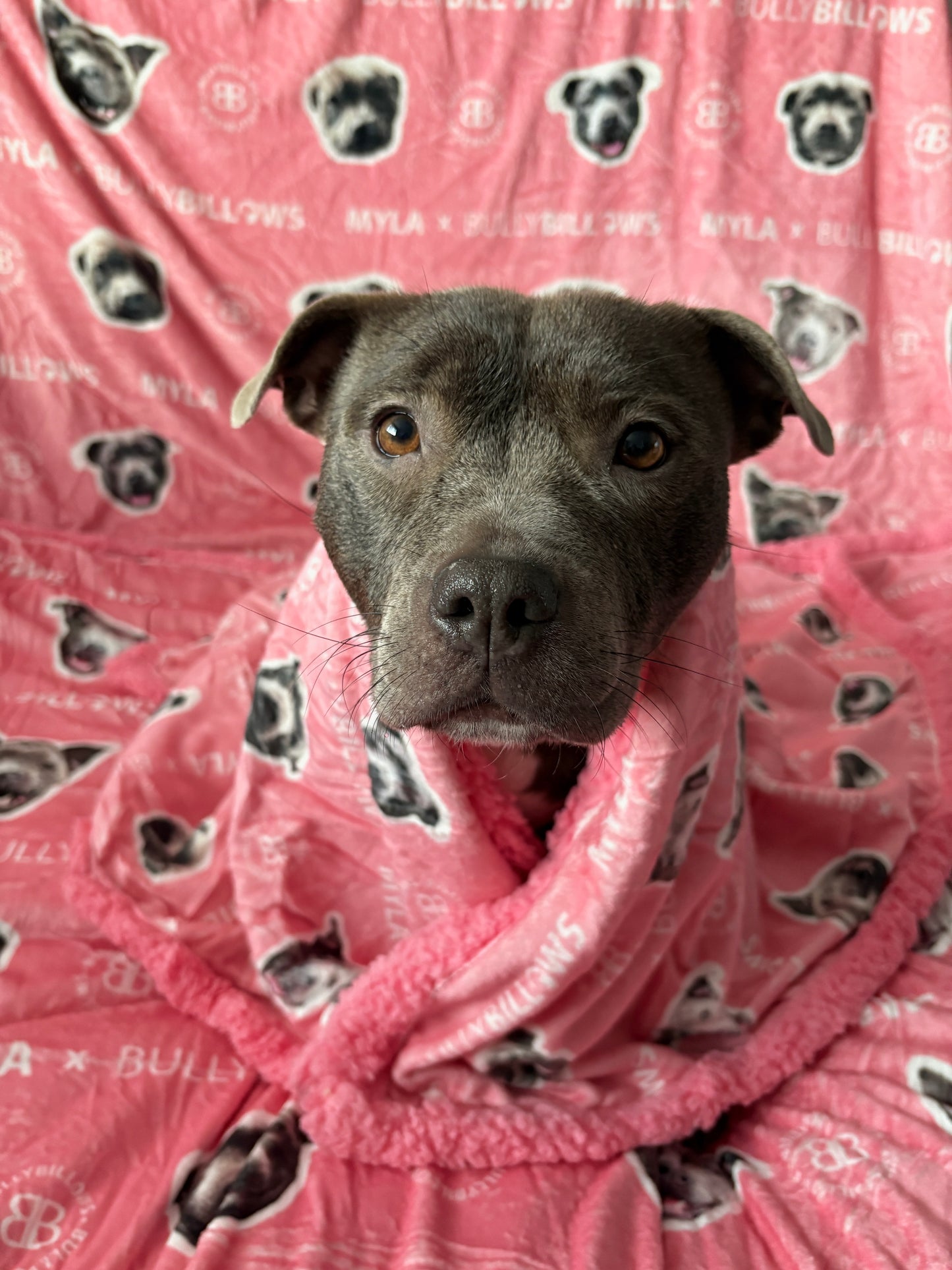MYLA x BullyBillows | Luxury Dog & Human Blanket