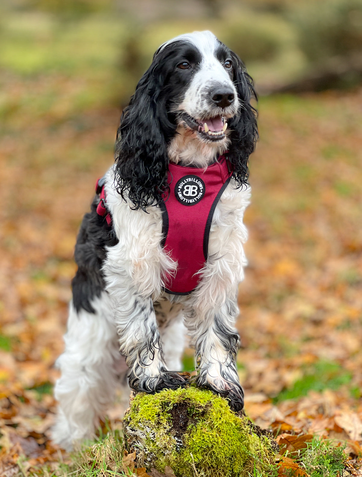 Premium Comfort Harness | Non Restrictive & Adjustable - Burgundy v2.0