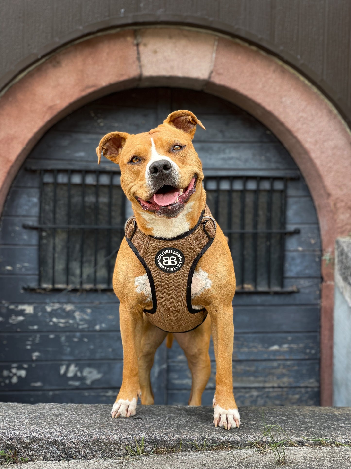 Premium Comfort Tweed Harness | Non Restrictive & Adjustable - Classic Tan