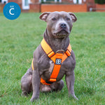 TRI-Harness® | Anti-Pull, Adjustable & Durable - Dog Trainers Choice - CAMO Bubblegum v2.0