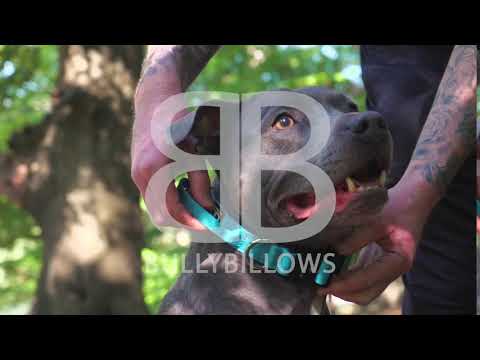 Video Bully Billows Dog Collar Black v2.0
