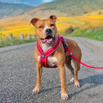 Slip on Padded Comfort Harness | Non Restrictive & Reflective - Black & Yellow