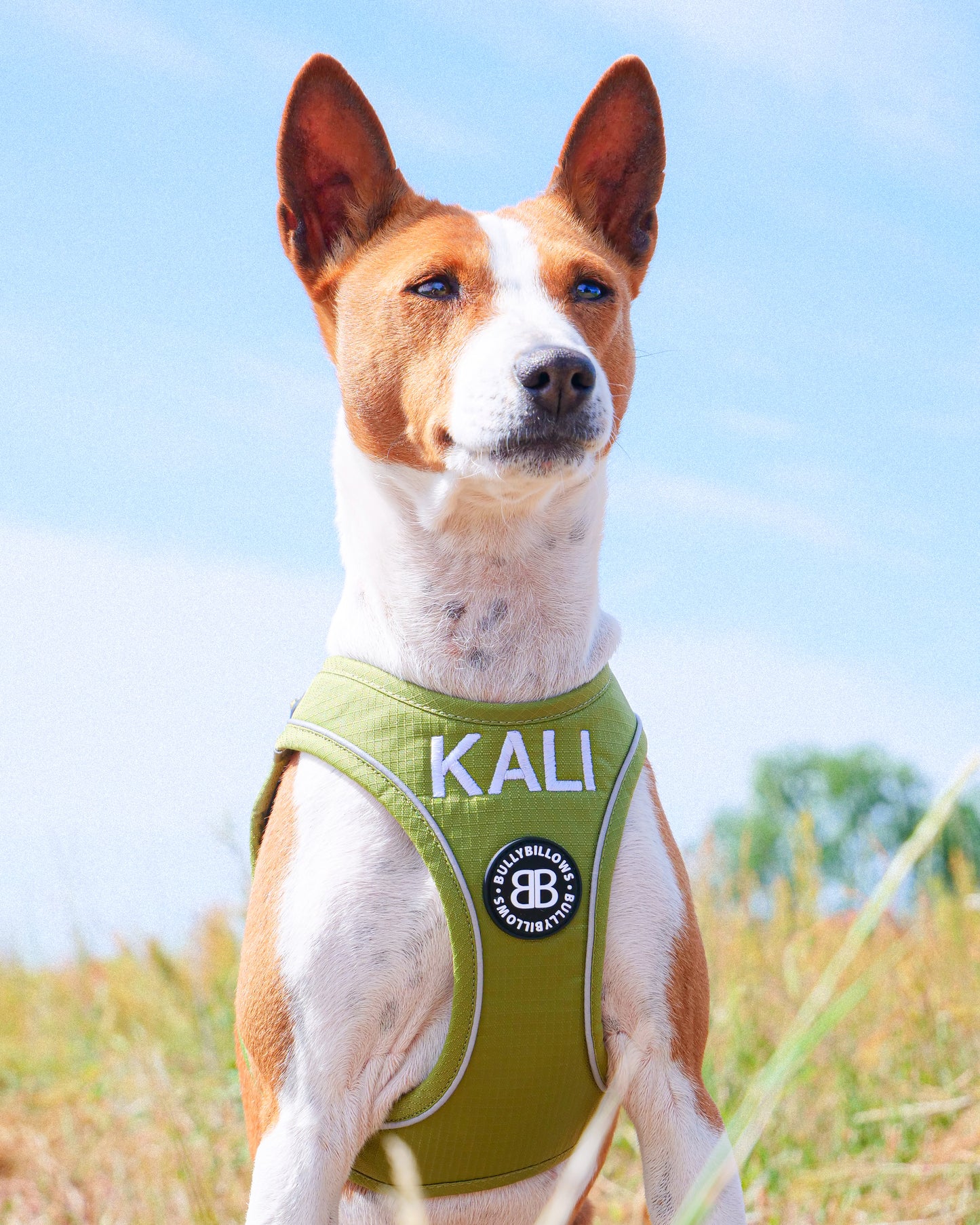 Step in Harness | Series 2 - Lightweight - Olive Green