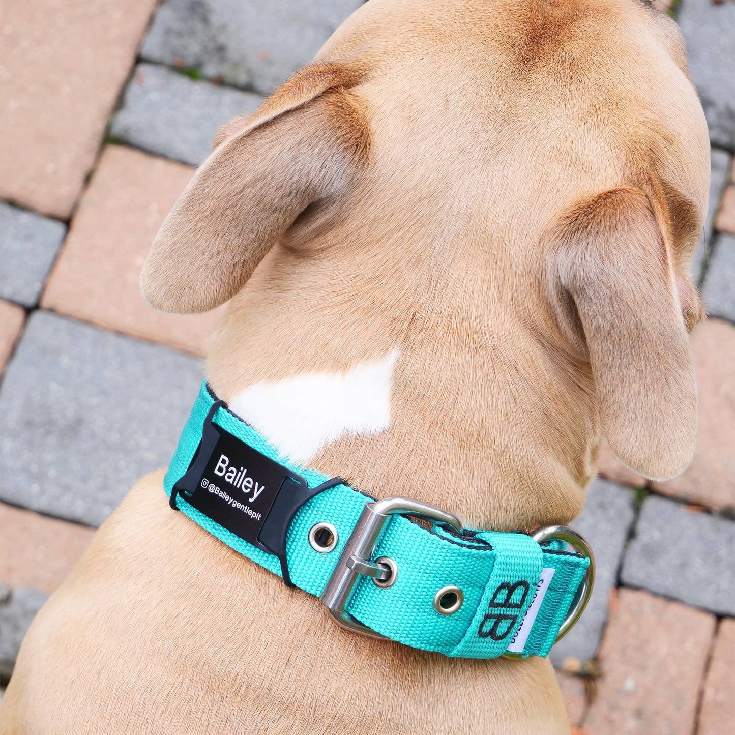 ID Collar Attachment Tag (8 Colour Choices)