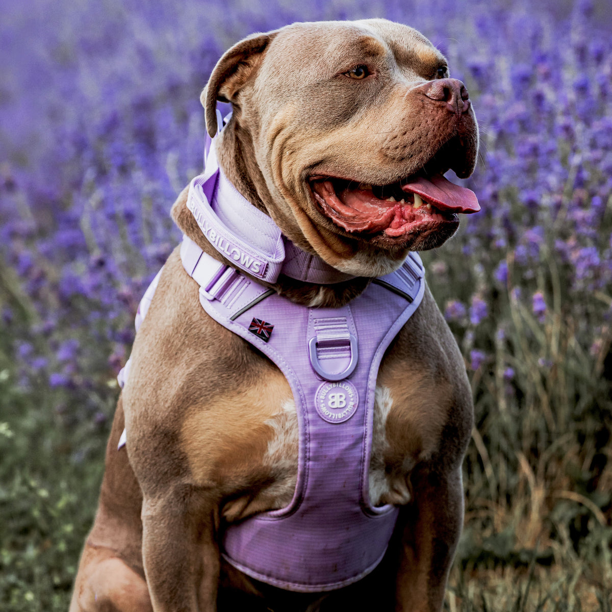 Anti Pull Hurricane Harness Lighter | With Handle - Lavender X Ube