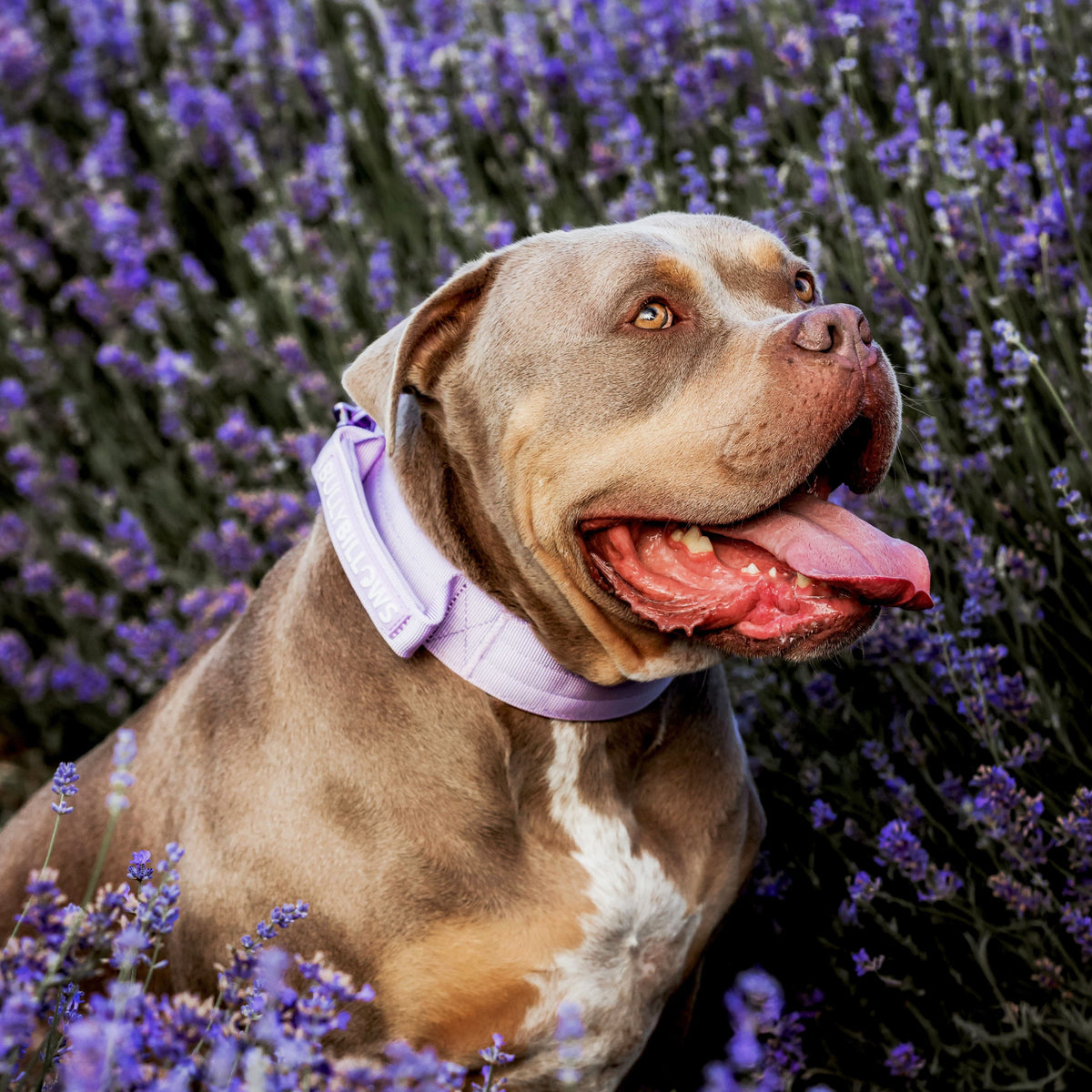 4cm LIGHTER Combat® Collar | With Handle & Secure Clip - Lavender X Ube