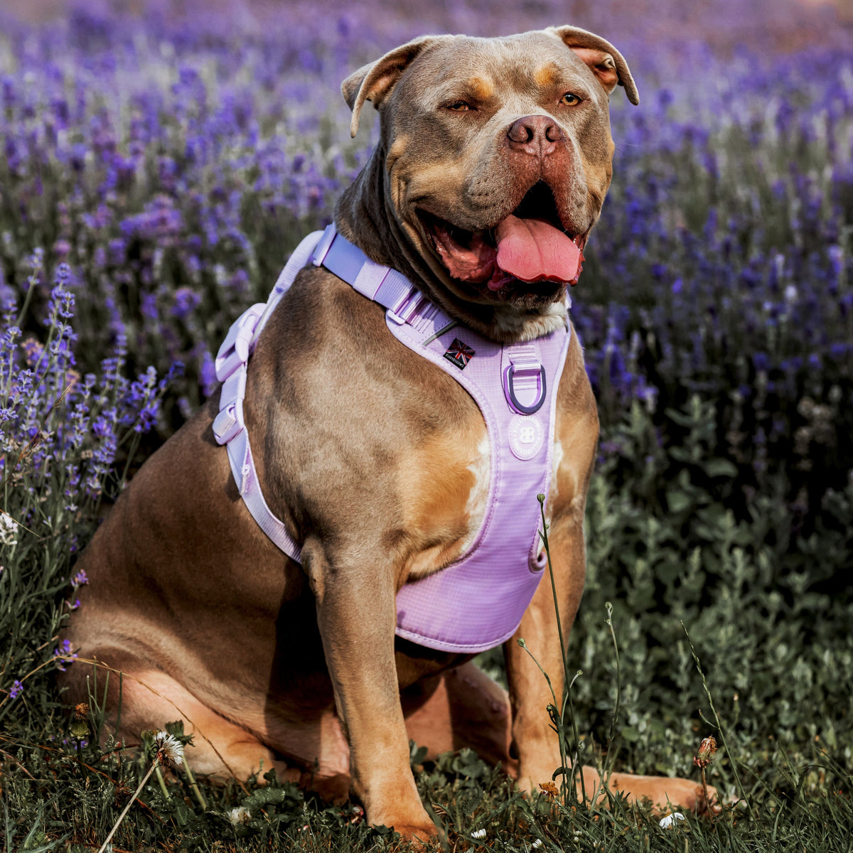 Anti Pull Hurricane Harness Lighter | With Handle - Lavender X Ube