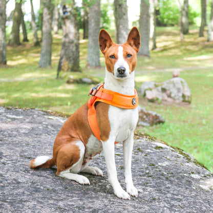 Boomerang Harness - Non Restrictive, Lightweight, Small - Medium Breeds - Black