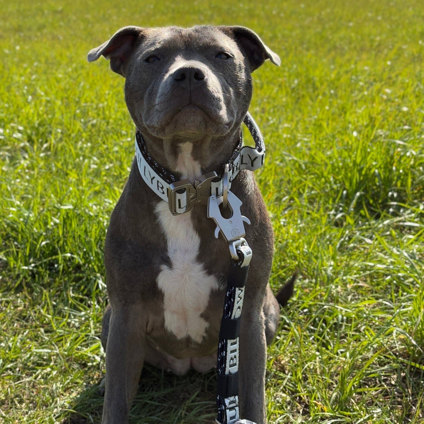 5cm Limited Edition Collar Width & Adjustable Lead Set