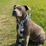 5cm Limited Edition Collar Width & Adjustable Lead Set