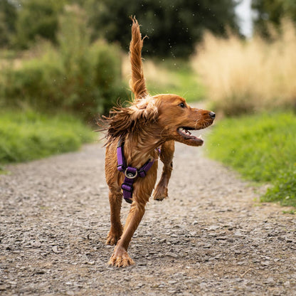 Training No Pull TRI-Harness® | Small Breeds - Purple