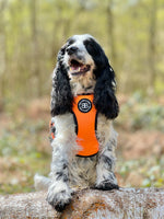 Premium Comfort Harness | Non Restrictive & Adjustable - Orange v2.0