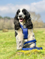 Premium Comfort Harness | Non Restrictive & Adjustable - Blue v2.0