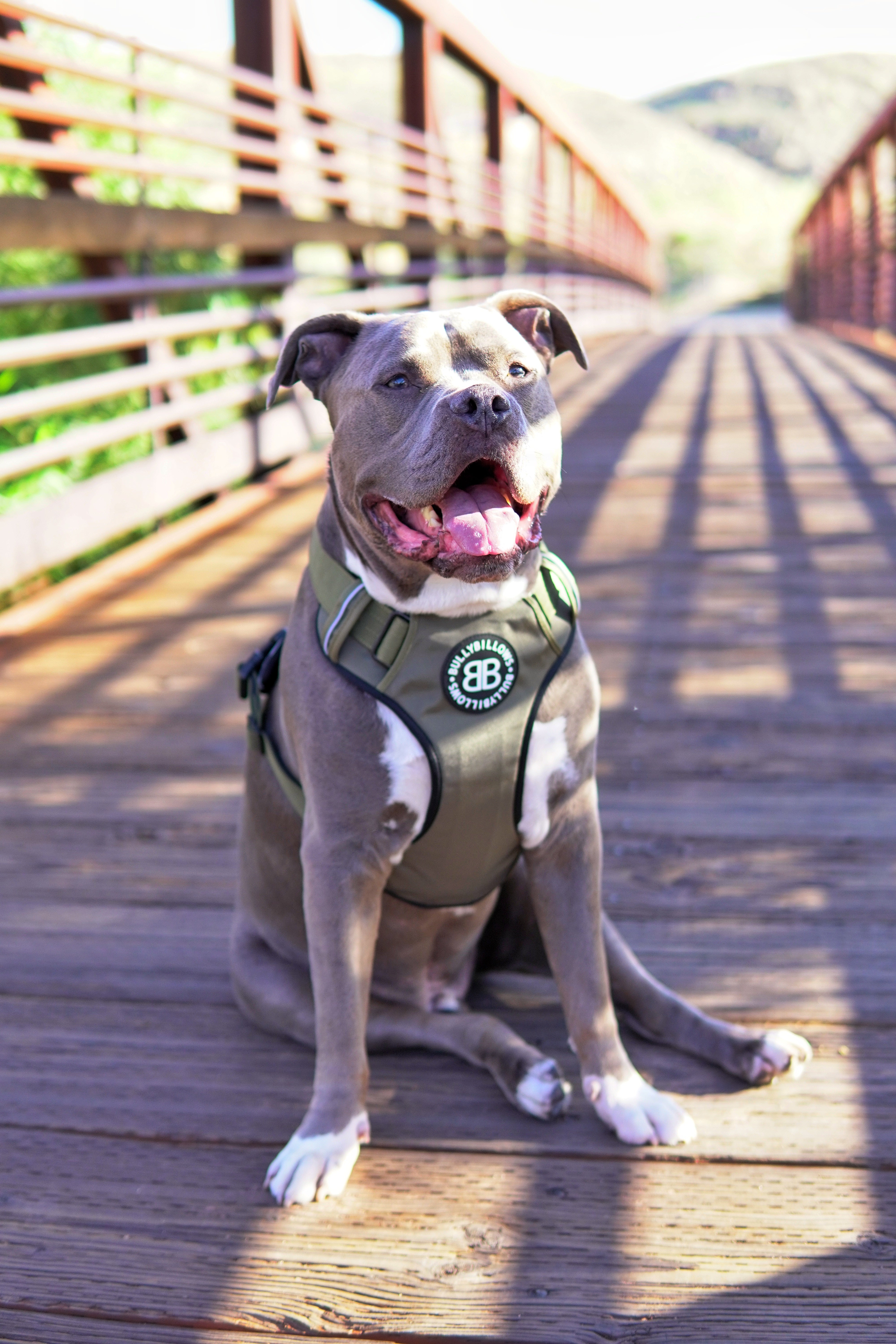 Premium dog harness best sale