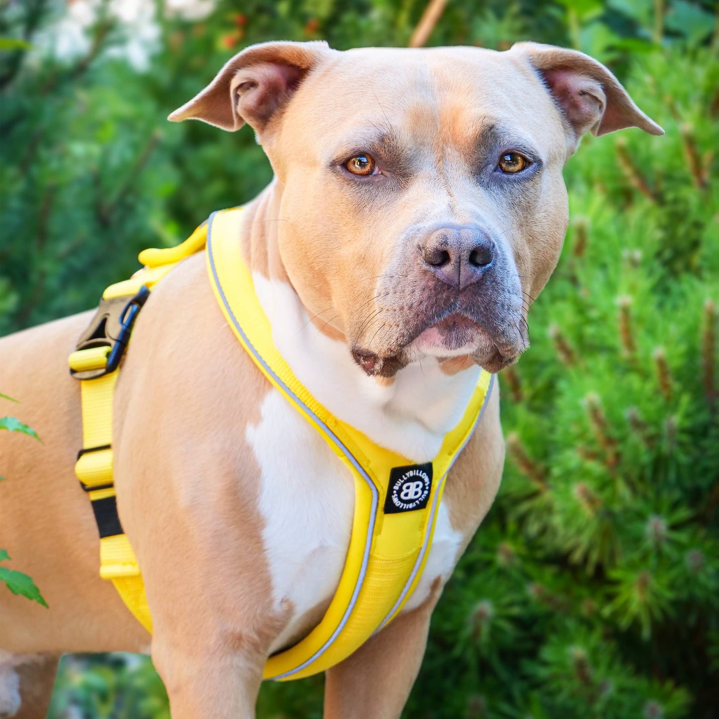 RR - Slip on Padded Comfort Harness | Non Restrictive & Reflective - Pink