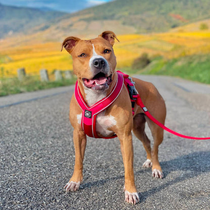 Slip on Padded Comfort Harness | Non Restrictive & Reflective - Light Blue & Orange